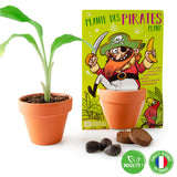 Pirate et son bananier à semer