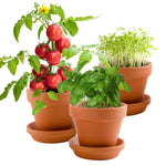 Trio de plantes gourmandes