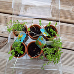 Mini serre plastique recyclé - Mon premier jardin