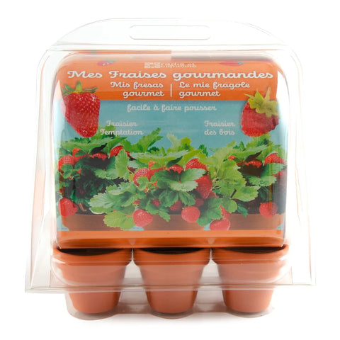 Mini serre plastique recyclé - Graines de fraisiers