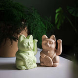 Lucky Cat / Ocher - loyauté