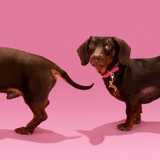 Porte-clé / Médaille Teckel - Coucou Suzette