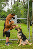 Cape de berger allemand 2-3 ans