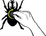 Scarabée à remonter