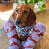 Chaussettes Teckel - Coucou Suzette