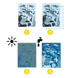 Cyanotypes - Outremer