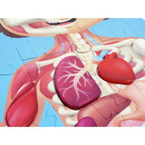 Puzzle corps humain - 60 pièces