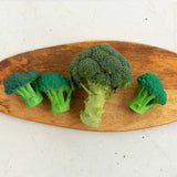 Brucy the Broccoli Jouet Dentition
