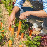 Règle Carotte - Coucou Suzette