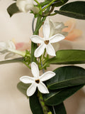 Puces d'oreilles Jasmin