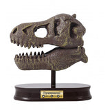 Museum Skull T-rex