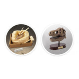 Museum Skull T-rex