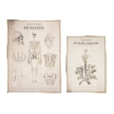 Affiches anatomie humaine - Cabinet de curiosité x2