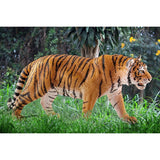 Tigre du Bengale mâle - Figurine