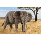 Éléphant d'Afrique femelle - Figurine