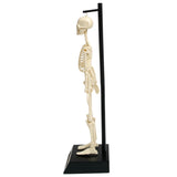 Modèle anatomique de squelette