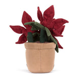 Amuseable poinsettia