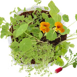 Coffret Jardinier en herbe