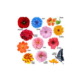 Je fais pousser mes 12 fleurs de jardin -