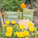 Je fais pousser mes 12 fleurs de jardin -