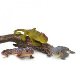 COLOUR CHANGING LIZARDS