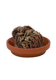 Pot avec coupelle - La plante éternelle - Rose de Jericho